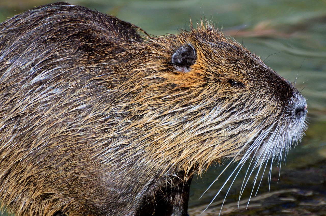 nutria, beaver rat, rodent-3064497.jpg